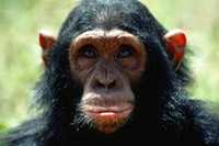 Monkey Animal Totems